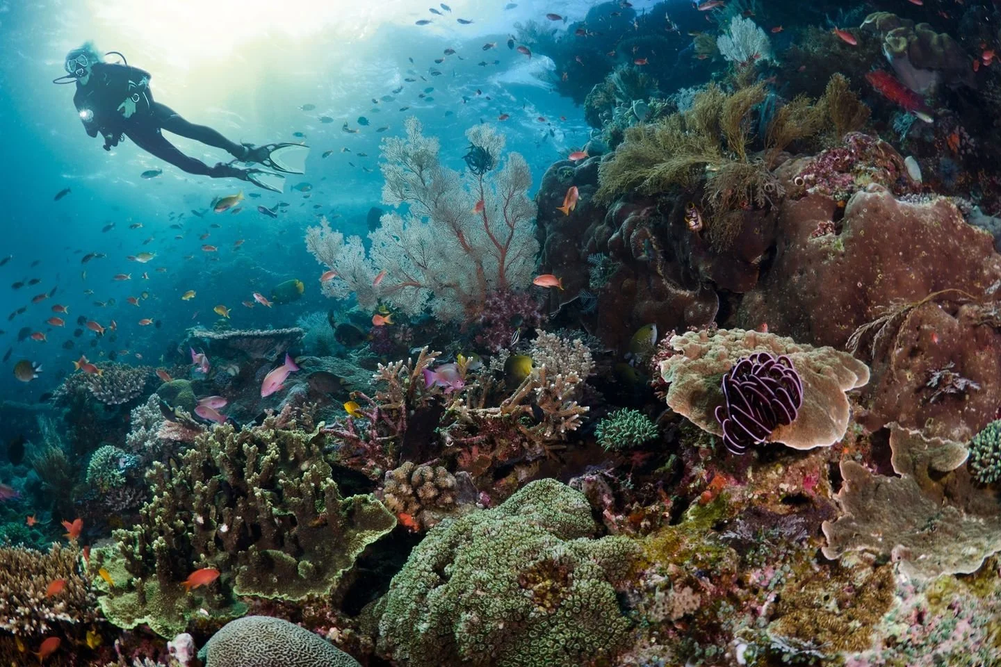 Flying Fish Divers Acquires Land For New Location &amp; Indoor Aquatic Center 