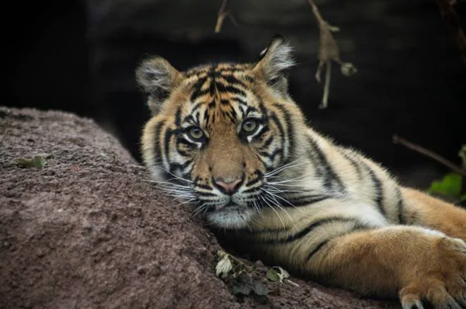 Blind Tiger Brewery  Renews  Sumatran Tiger Sponsorship  with the  Topeka Zoo