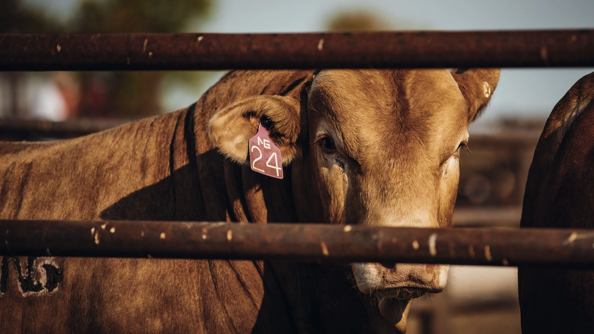 Flint Hills Classic-2020-9.jpg