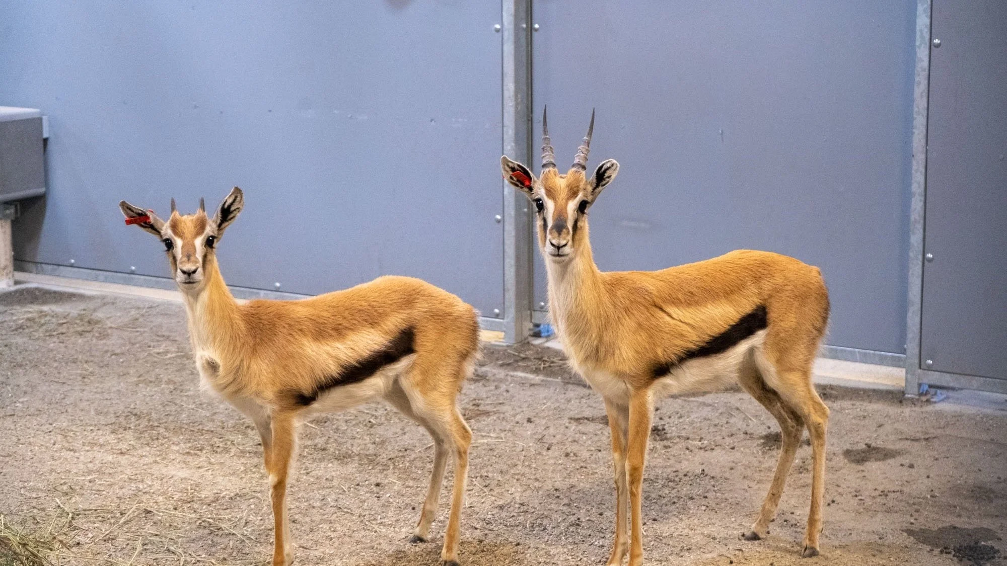 Topeka Zoo Welcomes Hoofstock, Part of the Growing Giraffe &amp; Friends Experience