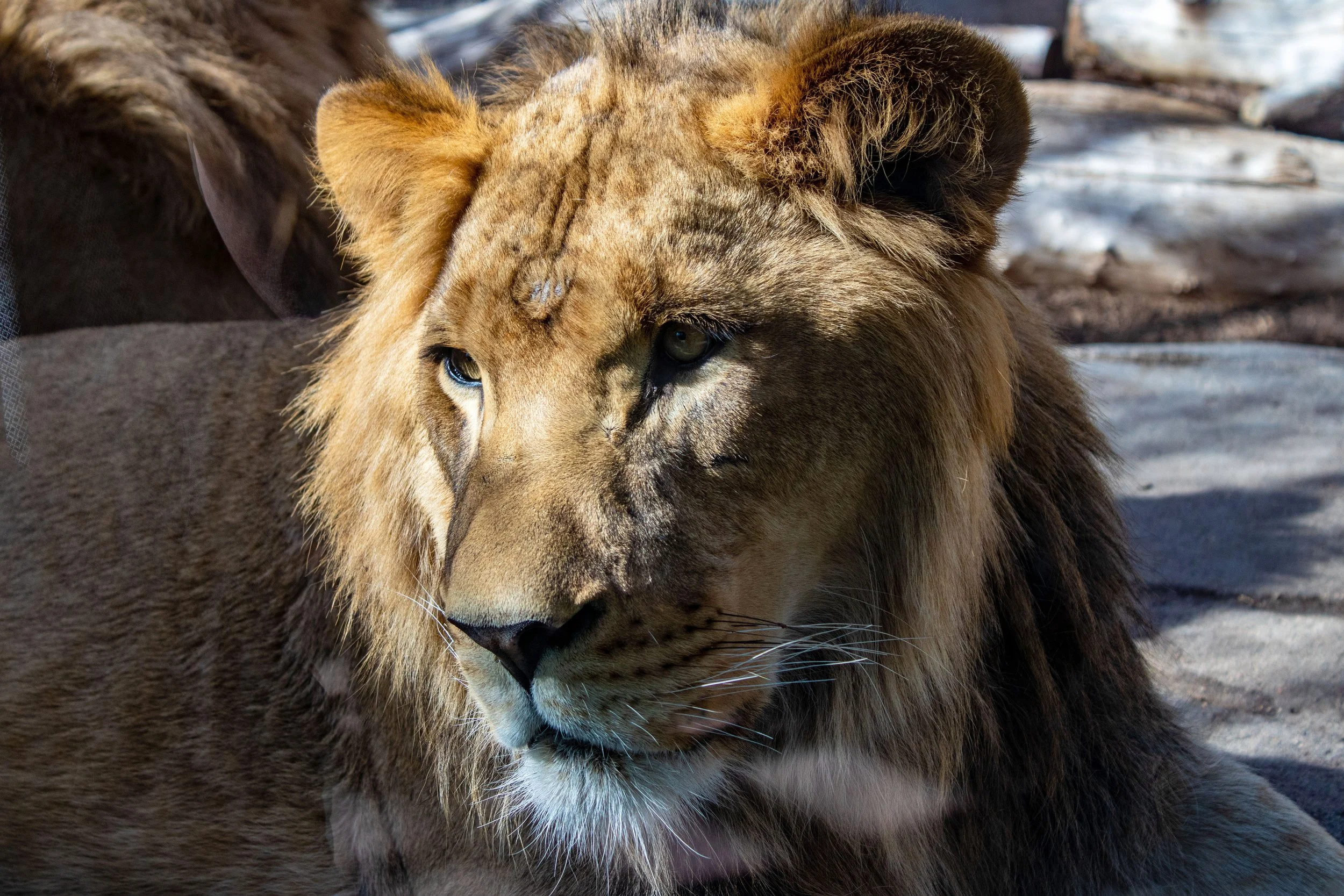 Topeka Zoo &amp; Conservation Center Welcomes Male Lion, Tatu