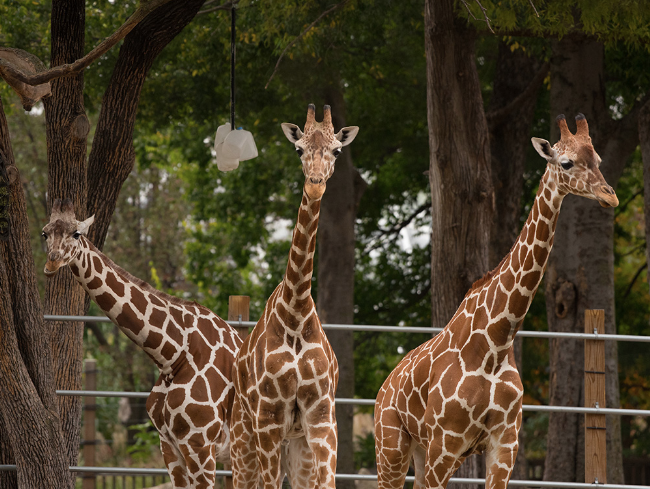 Topeka Zoo &amp; Conservation Center Welcomes Reticulated Giraffe, Daisy