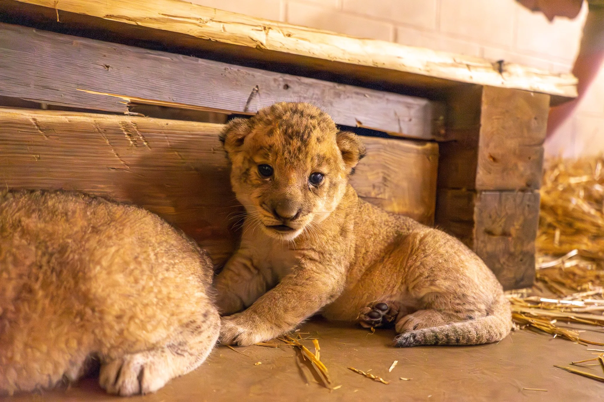 Milestone Moment: First-Ever Lion Cubs Born At Tanganyika