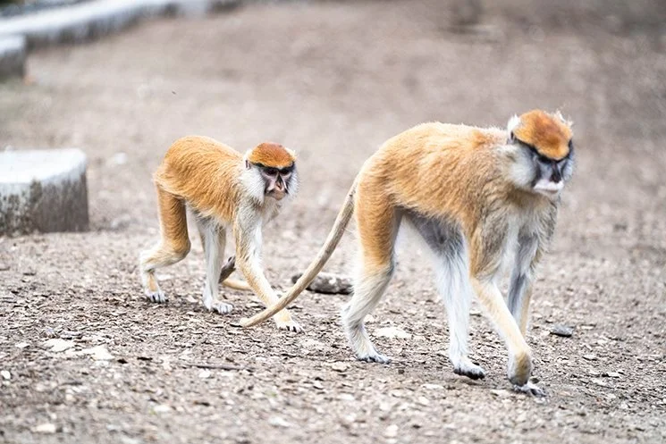 Topeka Zoo Patas Monkey’s Set to Predict Possible Super Bowl Winner