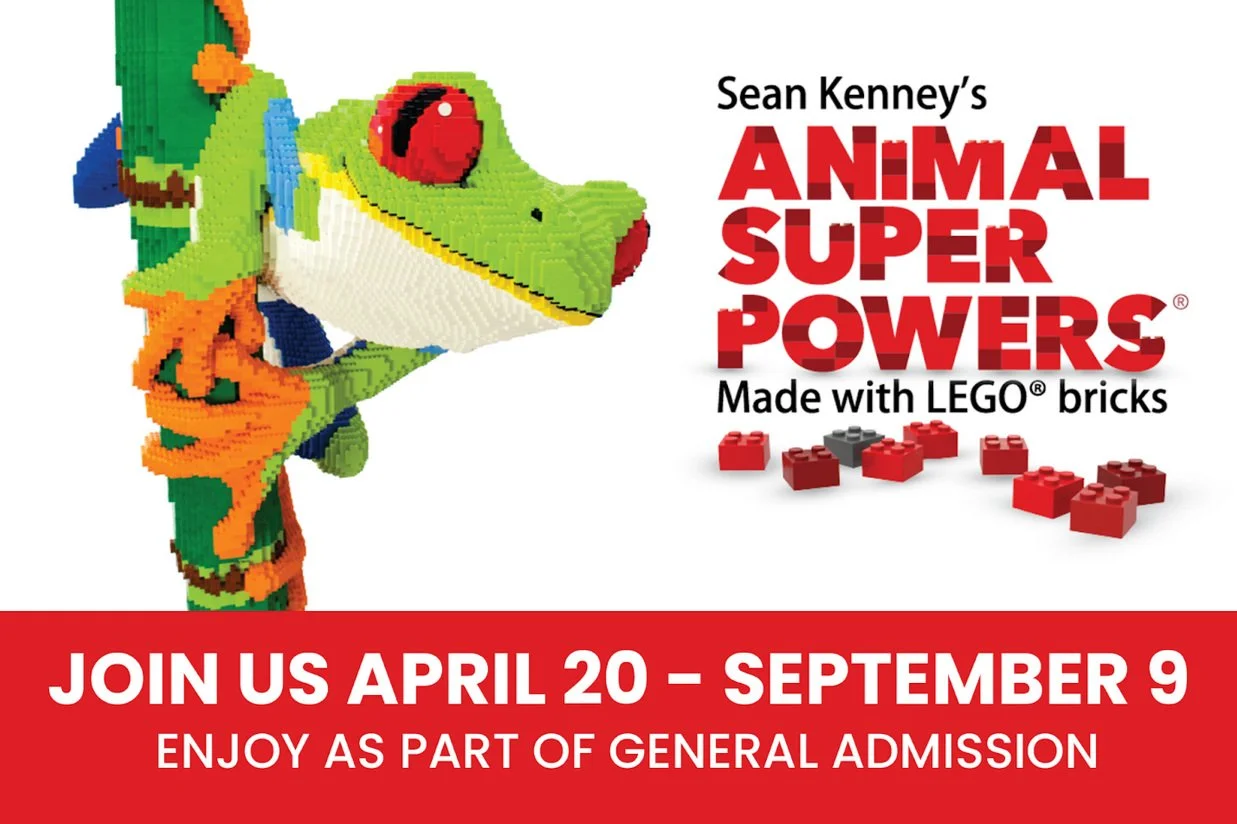 The Topeka Zoo welcomes Sean Kenney’s Animal Superpowers® made with Lego® Bricks presented by Giant Communications for a  five-month exhibit starting in April