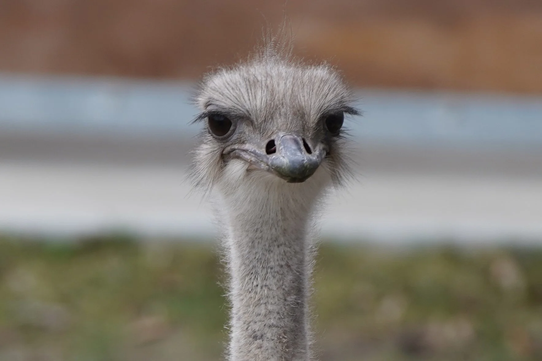 The Topeka Zoo Mourns the Passing of Beloved  Ostrich, Karen