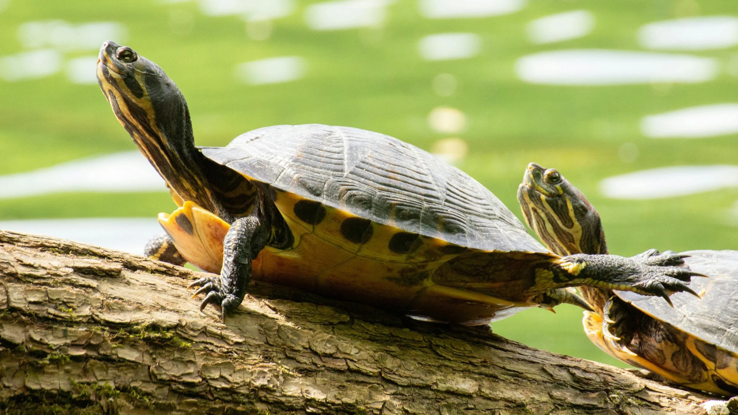 World Turtle Day at the Topeka Zoo &amp; Conservation Center