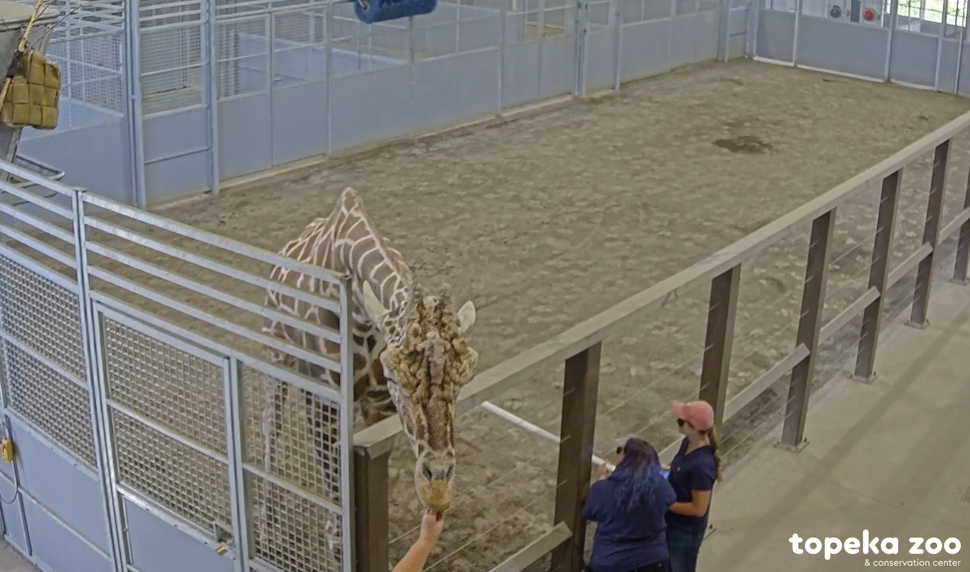 Topeka Zoo Unveils an Unseen World Through Zoo Cams While Increasing Safety and Security