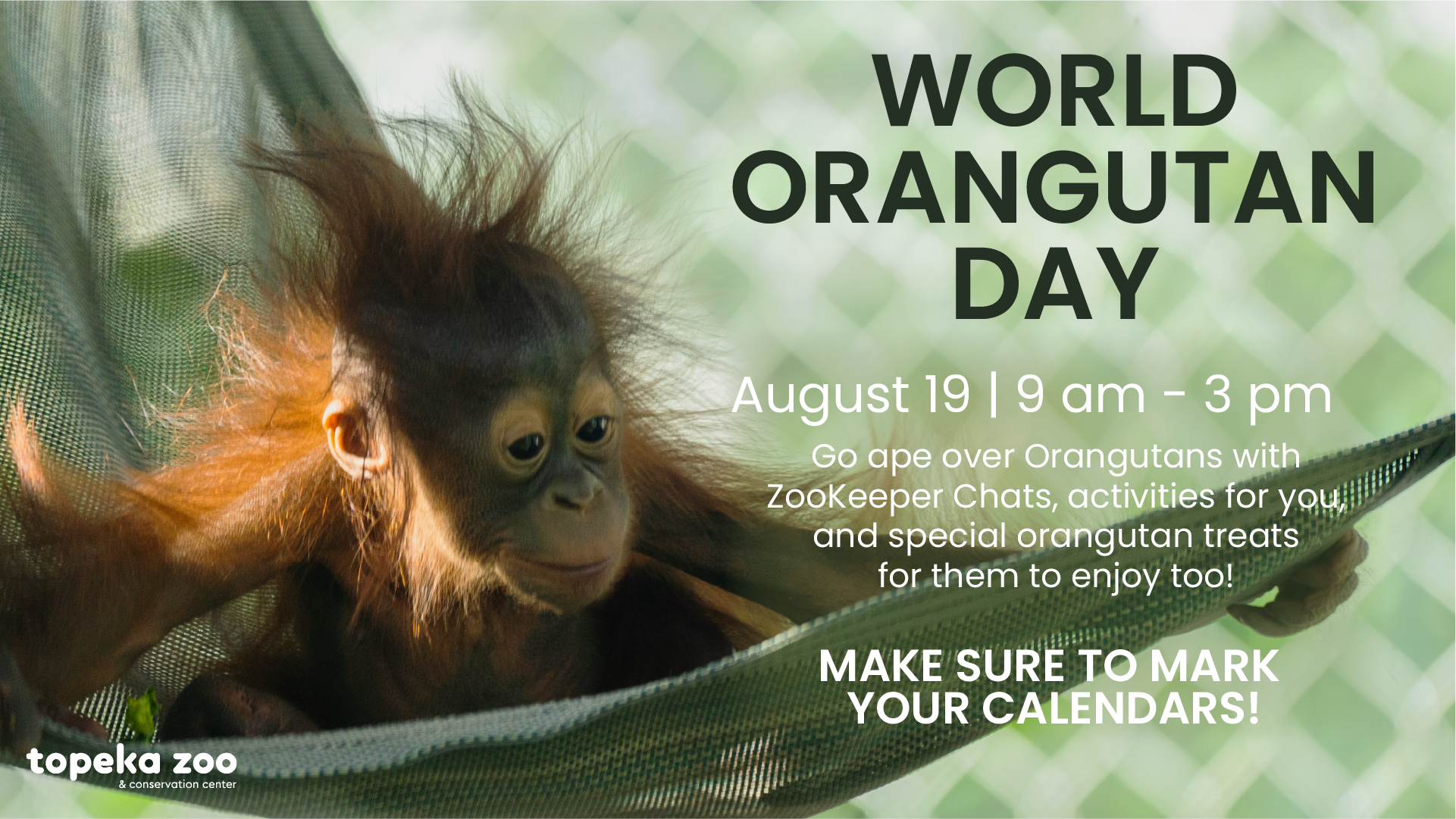 Celebrate World Orangutan Day at the Topeka Zoo