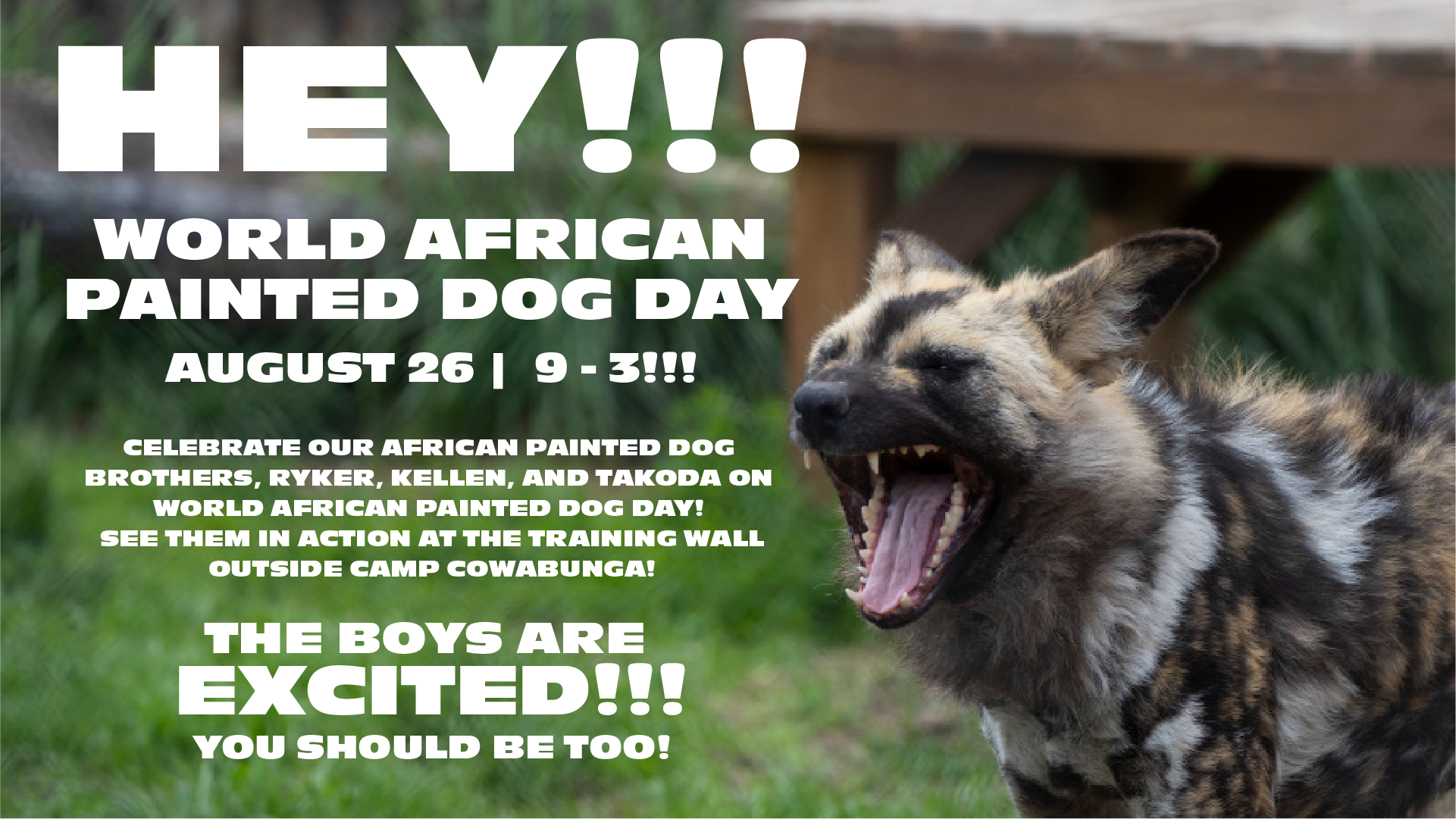 The Topeka Zoo celebrates the Dog Days of Summer with African Painted Dogs