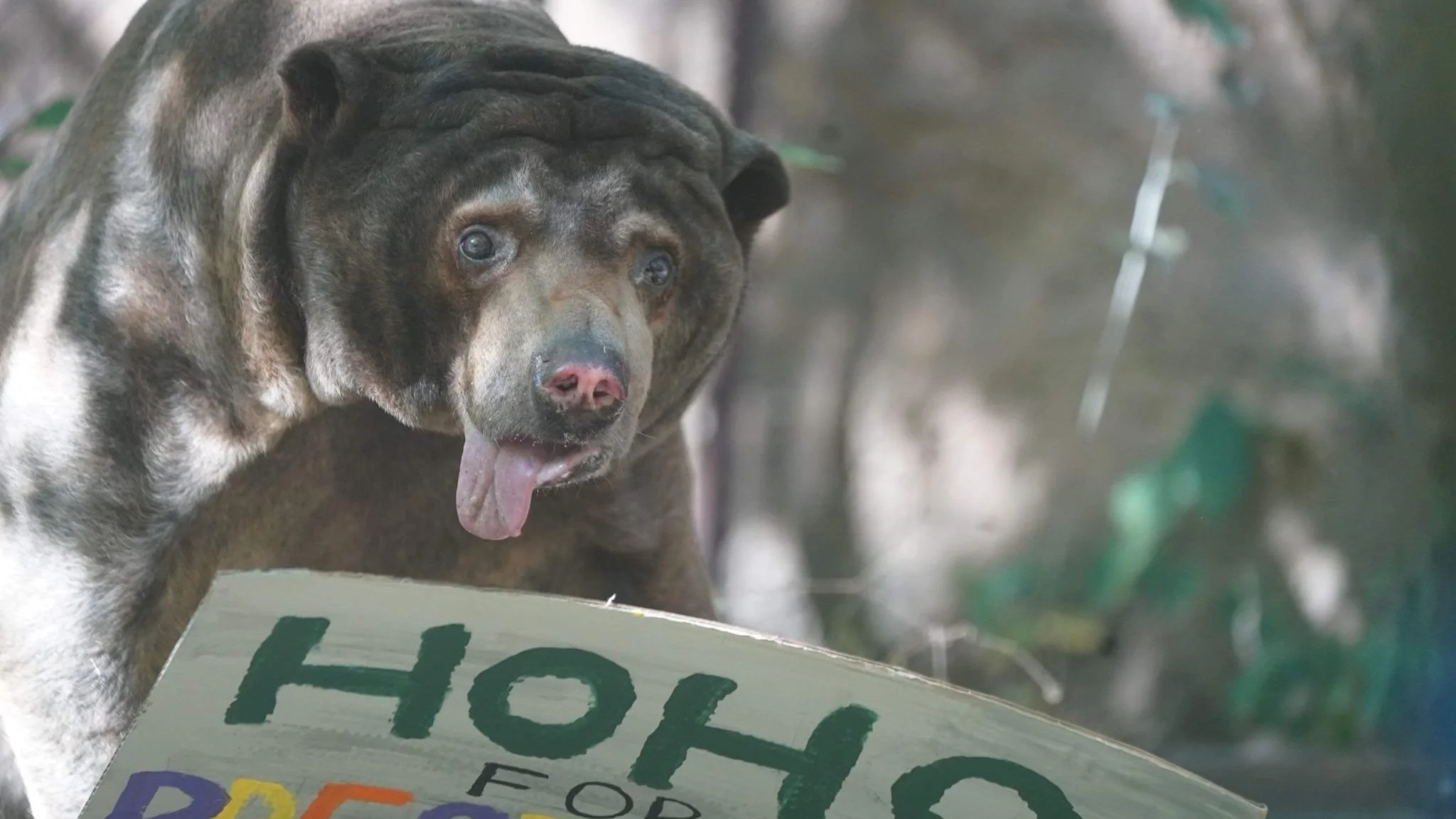 Topeka Zoo Mourns the Loss of Beloved Elderly Sun Bear, Ho Ho