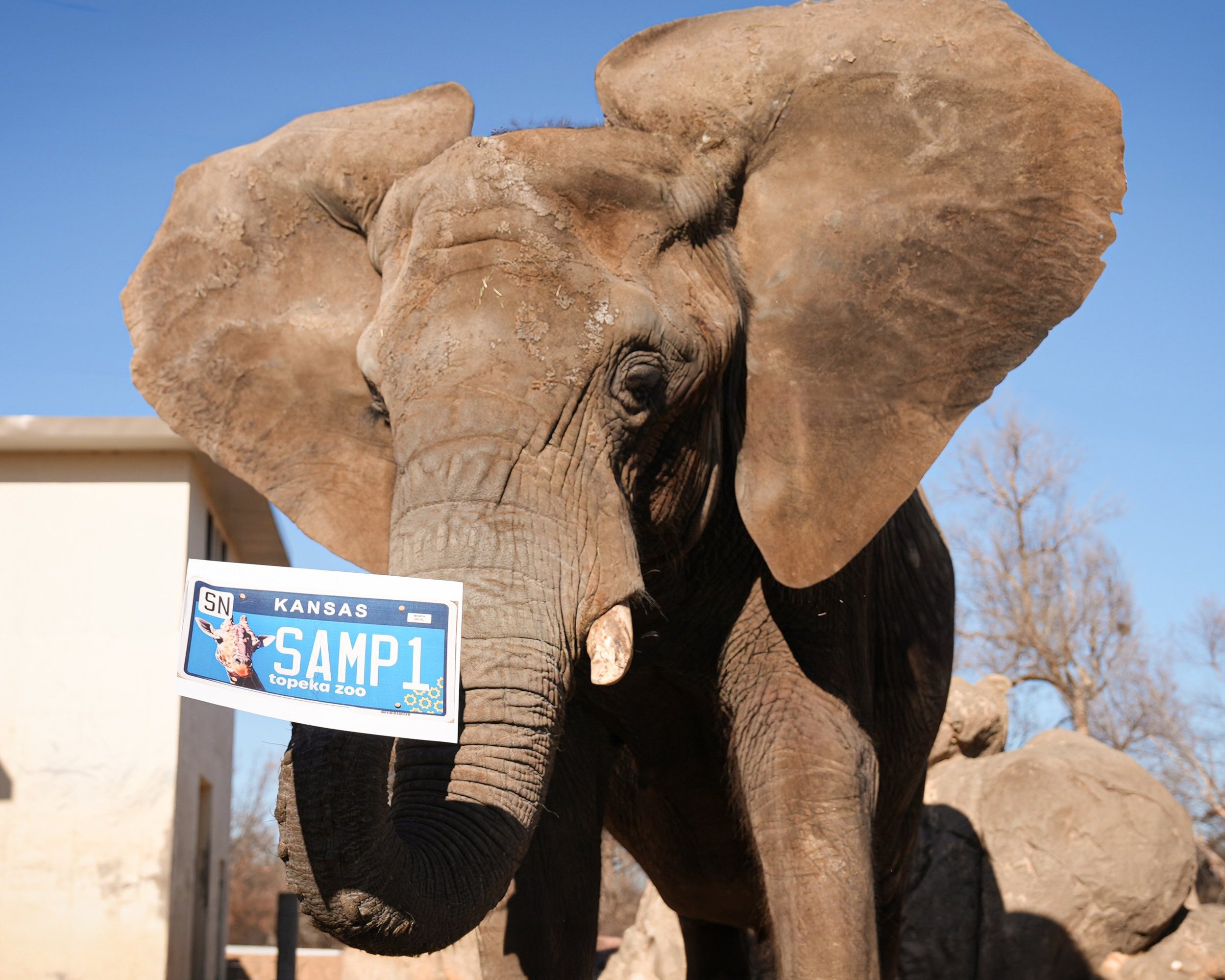 Show Your Support for Wildlife with a Topeka Zoo License Plate