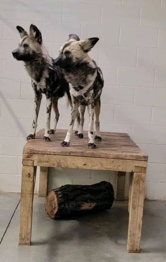 Takoda, Kellan 1.jpg