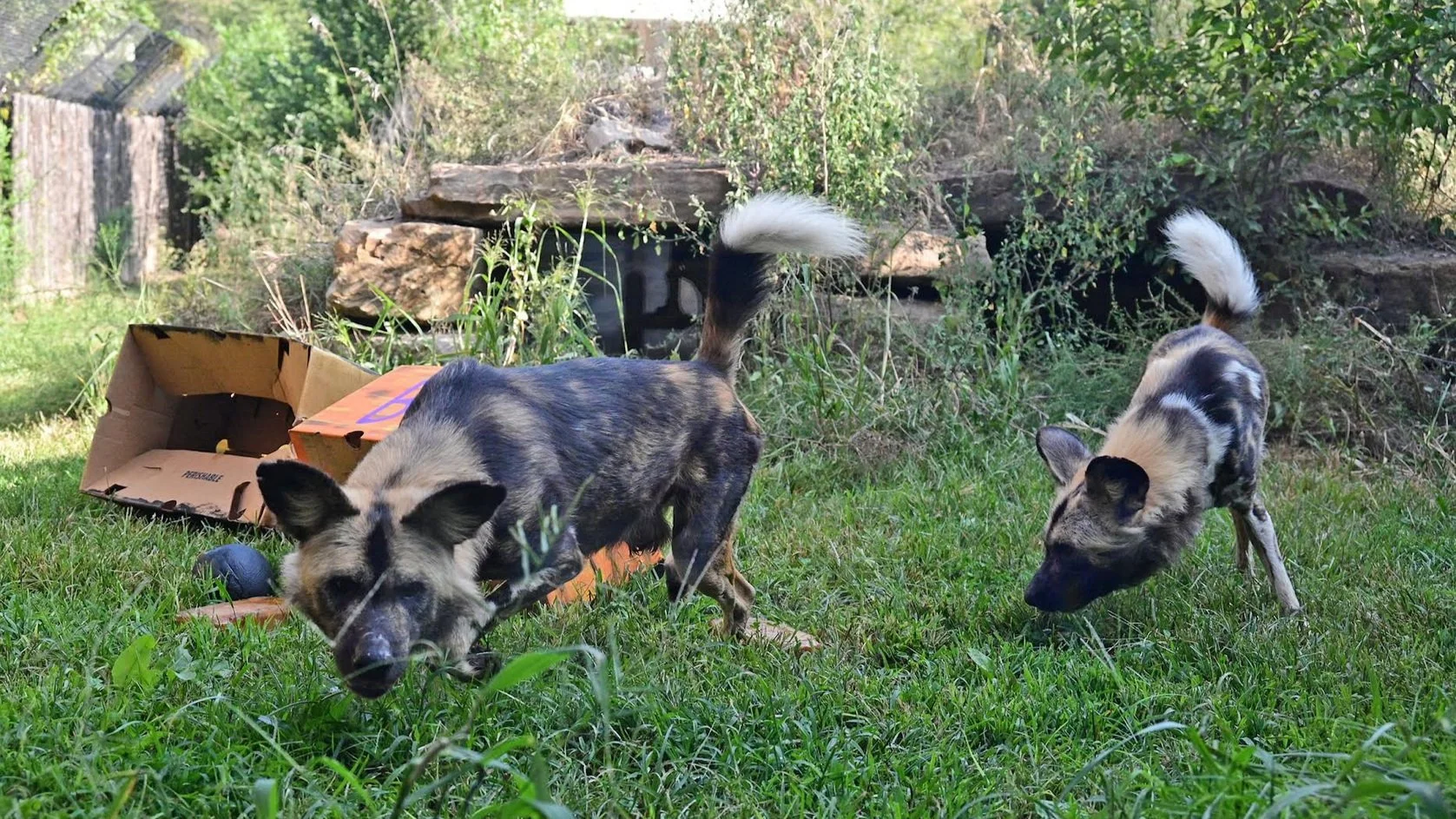 The Topeka Zoo Wishes a Fond Farewell to Their  African Painted Dogs