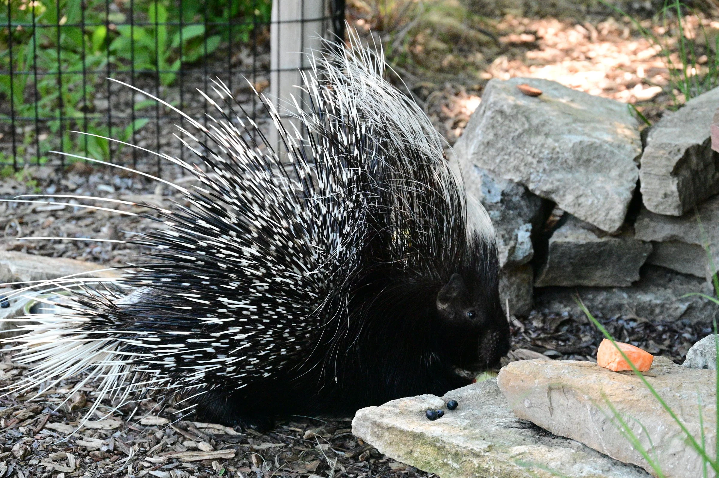 Topeka Zoo Mourns the Loss of Beloved Cape Porcupine, Spike