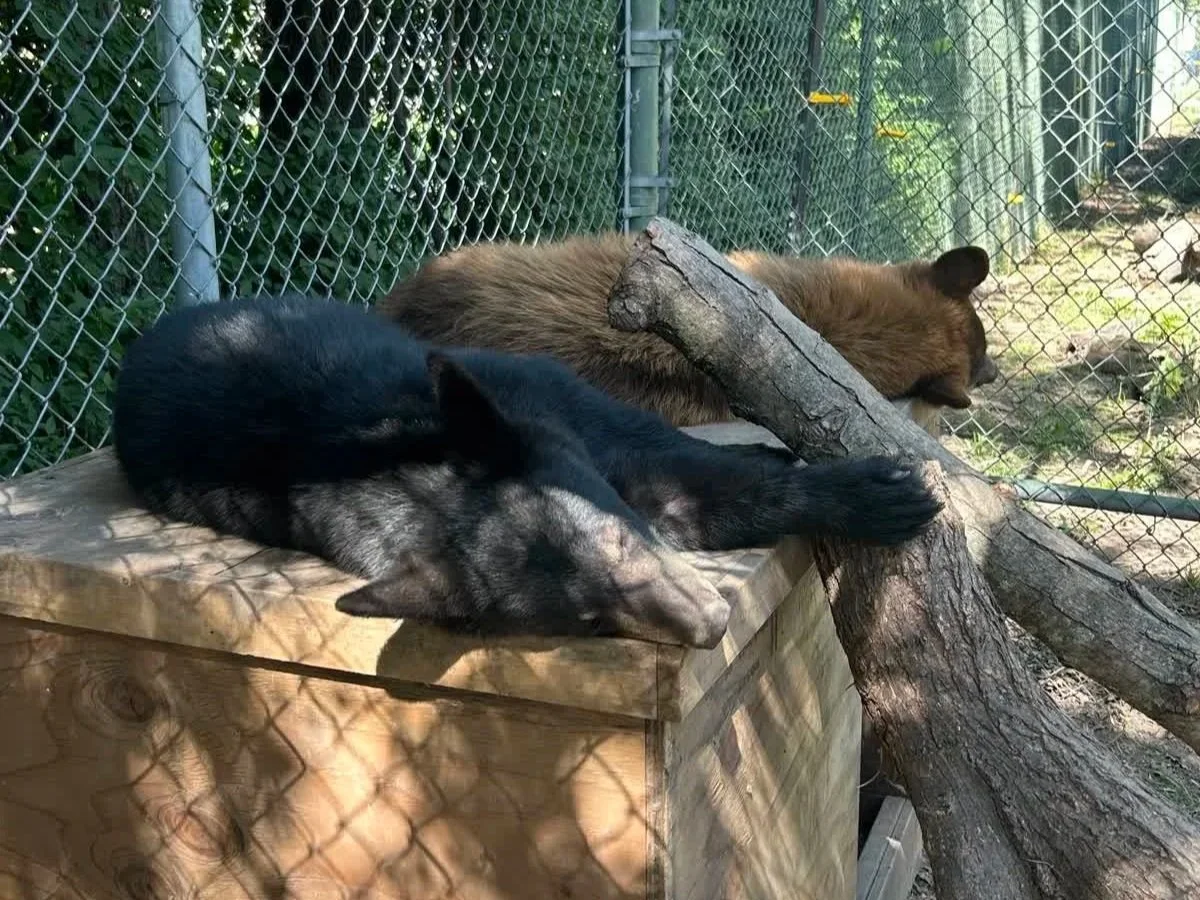 Topeka Zoo &amp; Conservation Center Welcomes Two Orphaned Black Bear Cubs