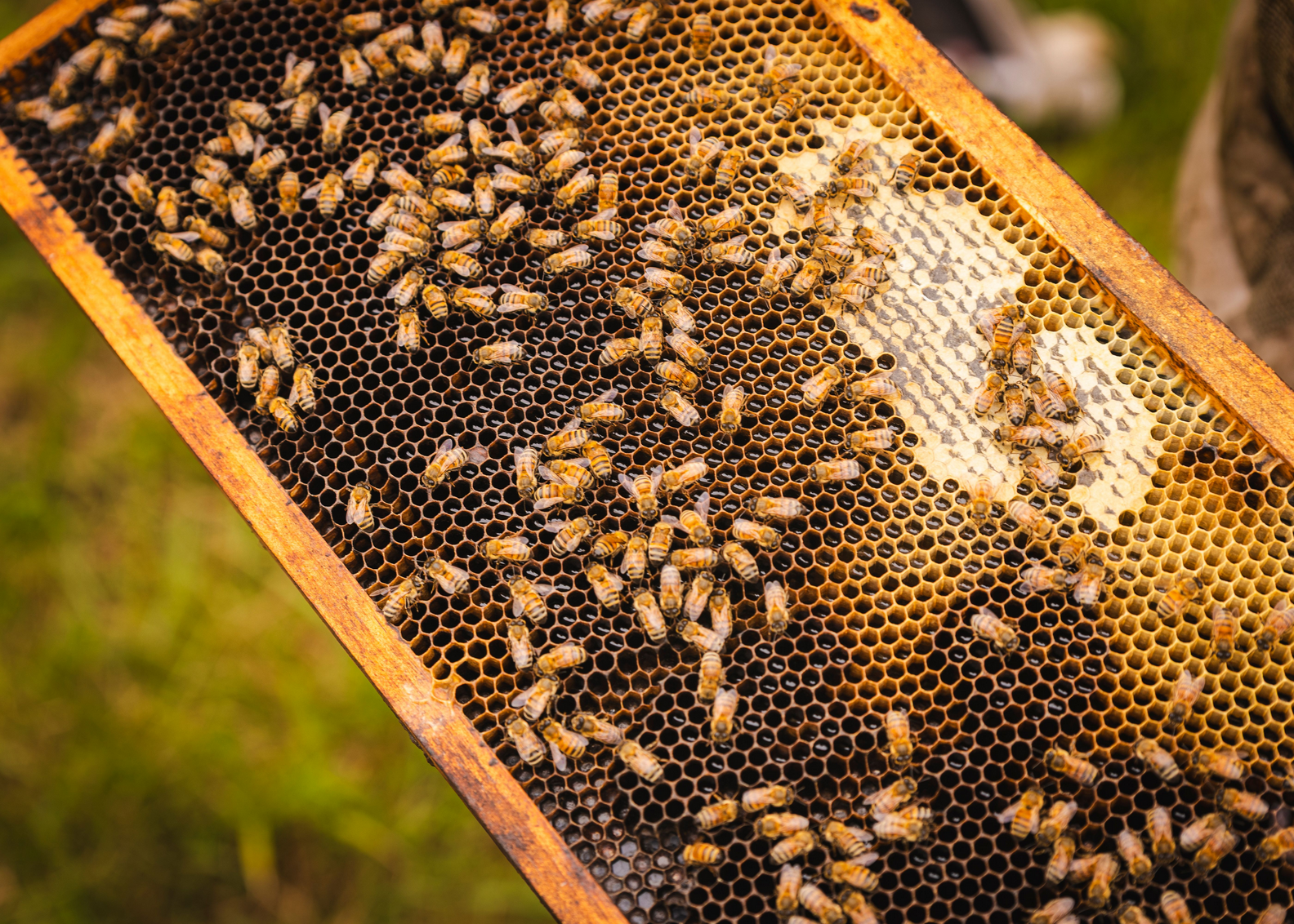 T_Creek_Bees_2.png