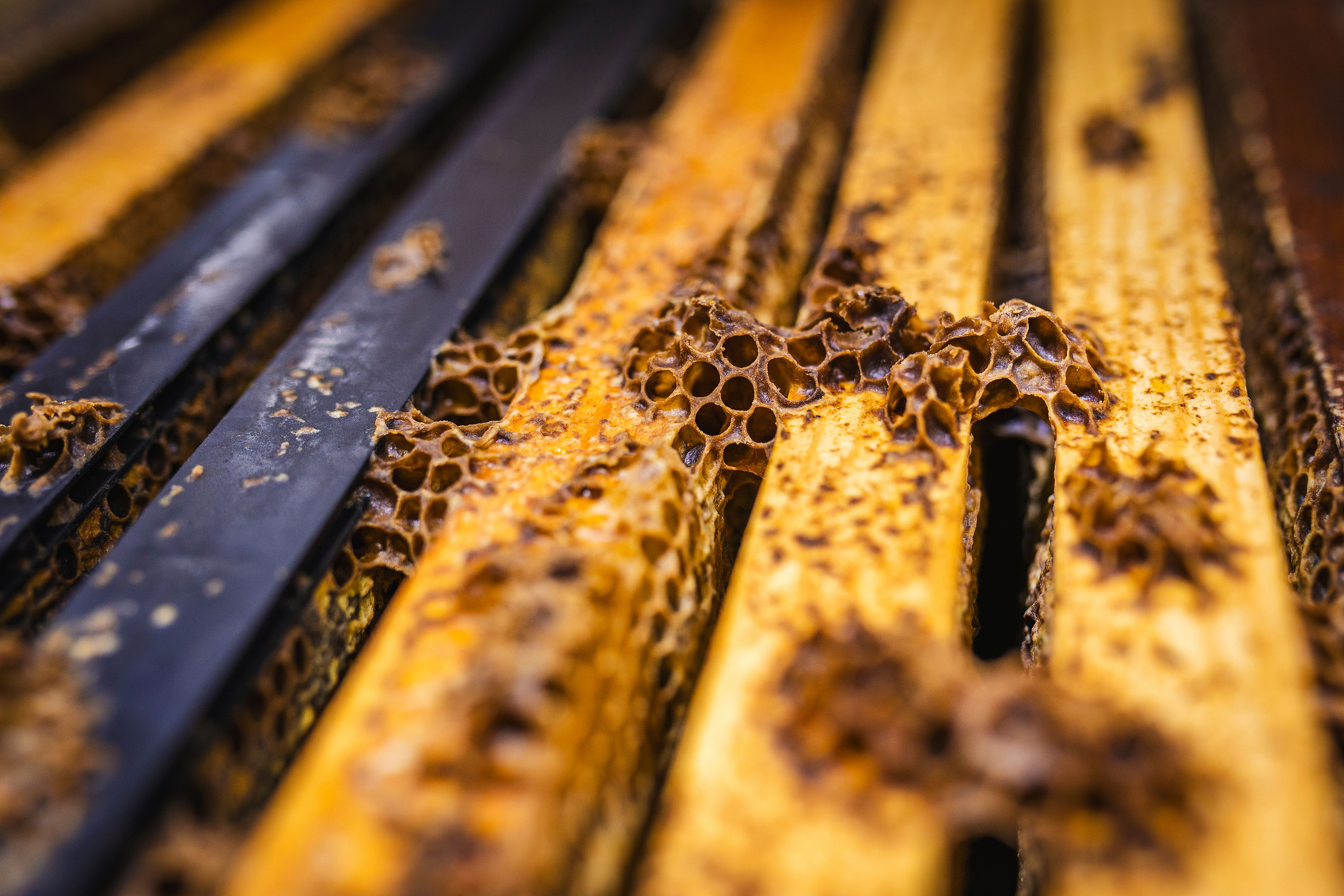 T_Creek_Bees_5.png
