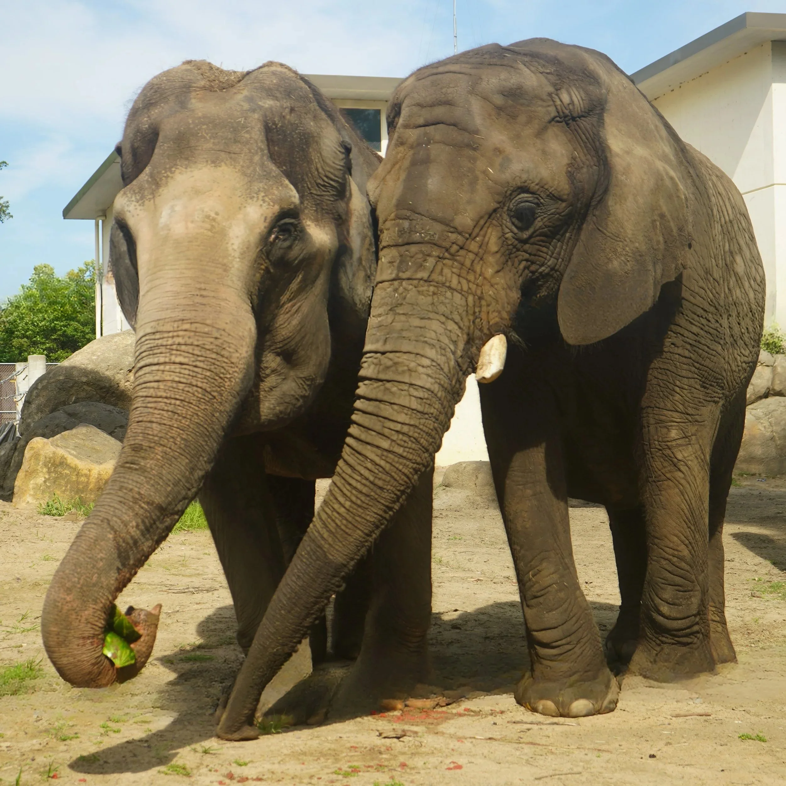 Topeka Zoo Mourns the Loss of Beloved  Asian Elephant, Cora
