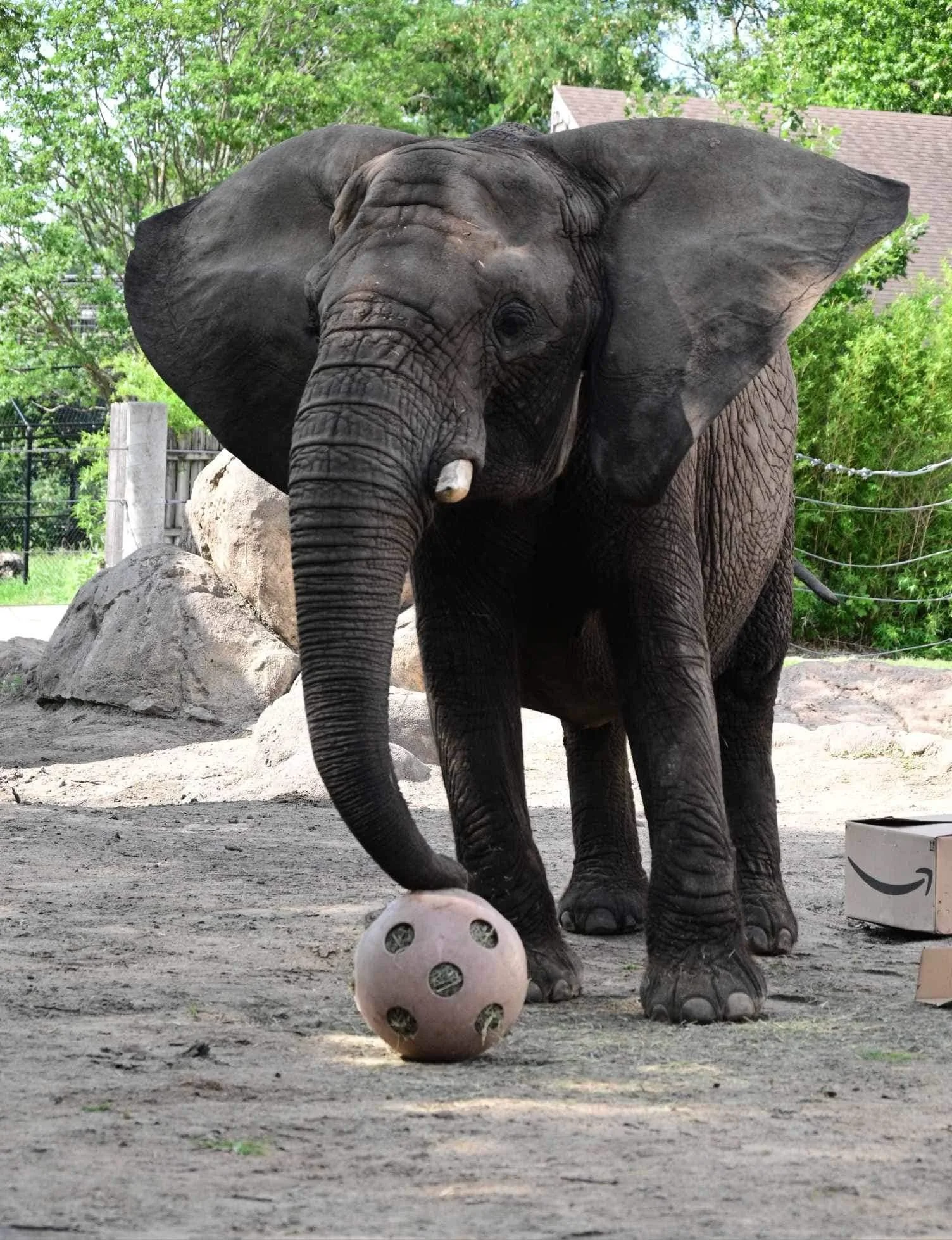 Topeka Zoo Mourns the Loss of Beloved African Elephant, Tembo