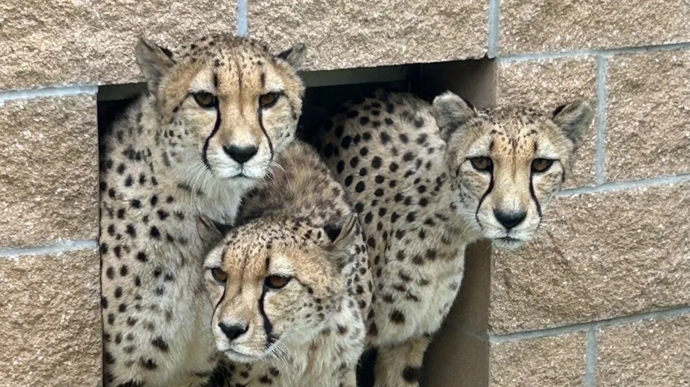 Topeka Zoo Welcomes Three New Cheetahs to Camp Cowabunga