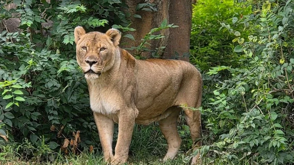 Topeka Zoo Announces Passing of Beloved Lioness, Asante