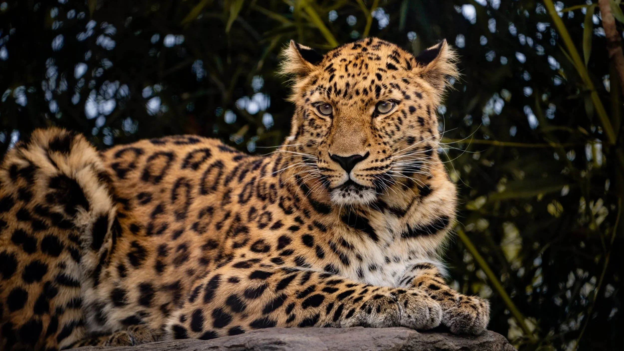Topeka Zoo to Welcome Critically Endangered Amur Leopard from Toledo Zoo