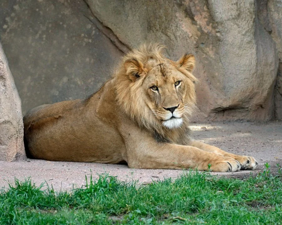 Topeka Zoo Wishes A Fond Farewell To African Lion As Part Of Breeding Recommendation