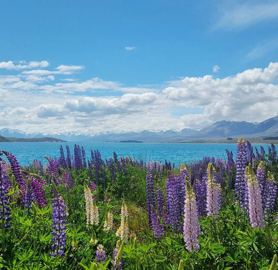 NZ Spring Flowers.jpg