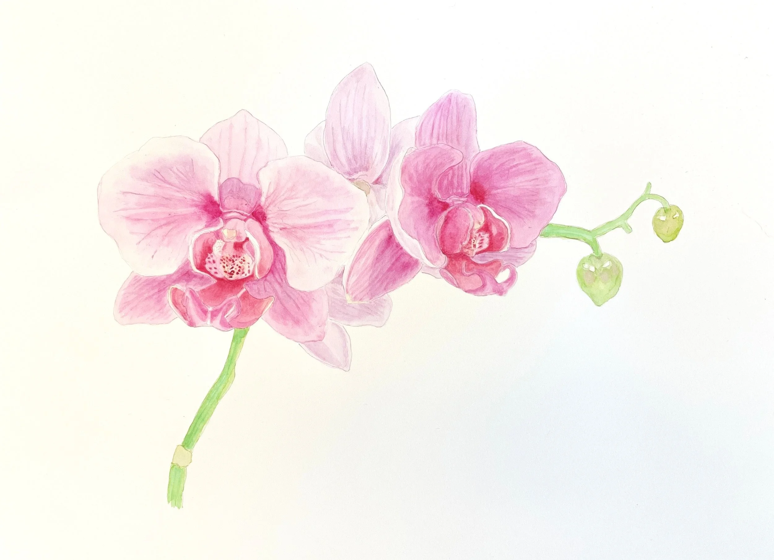 My Colorful Adventure: Exploring the Whimsical World of Watercolor Botanicals!