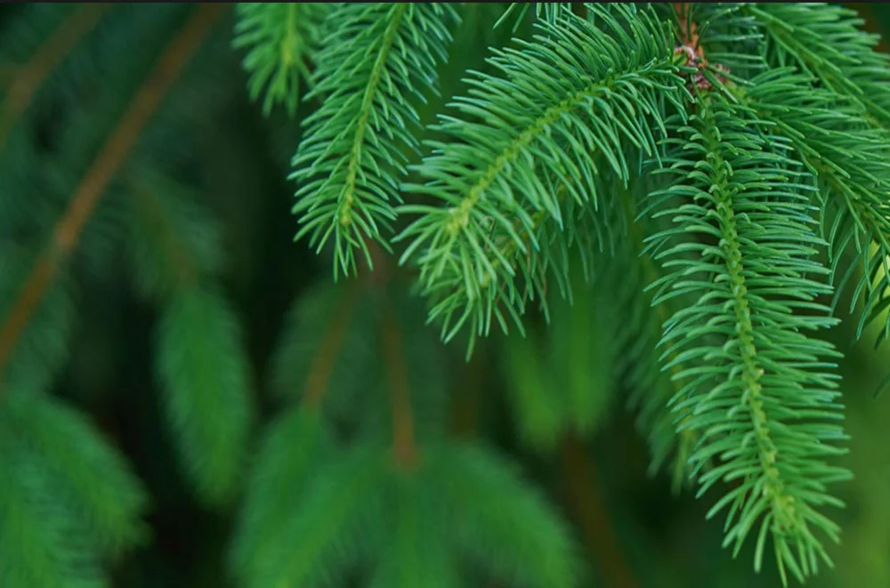 Pine.jpg
