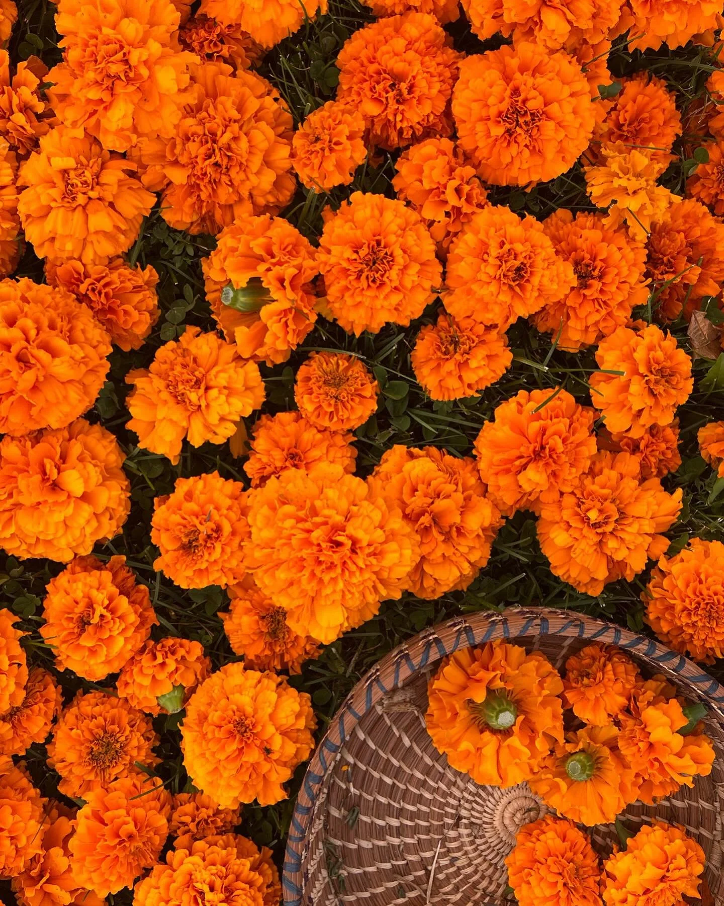 &hearts;️ Inviting you to join our Gratitude Walk from wherever you are this week!

It&rsquo;s an at-home (free!), gratitude-focused activity inspired by how we slow down, notice, and explore at camp.

We&rsquo;ve put together simple prompts to guide