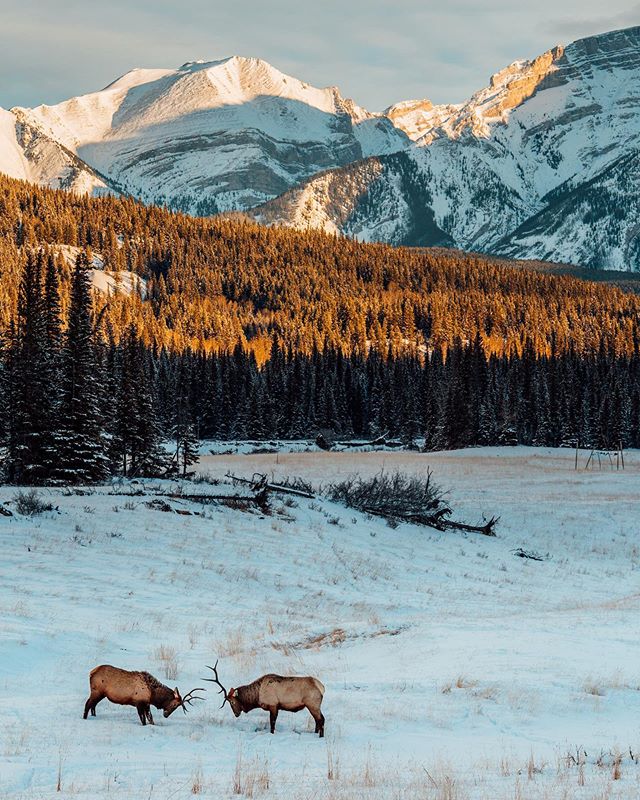 Looking forward to the cold months in the mountains... #explorealberta #banff