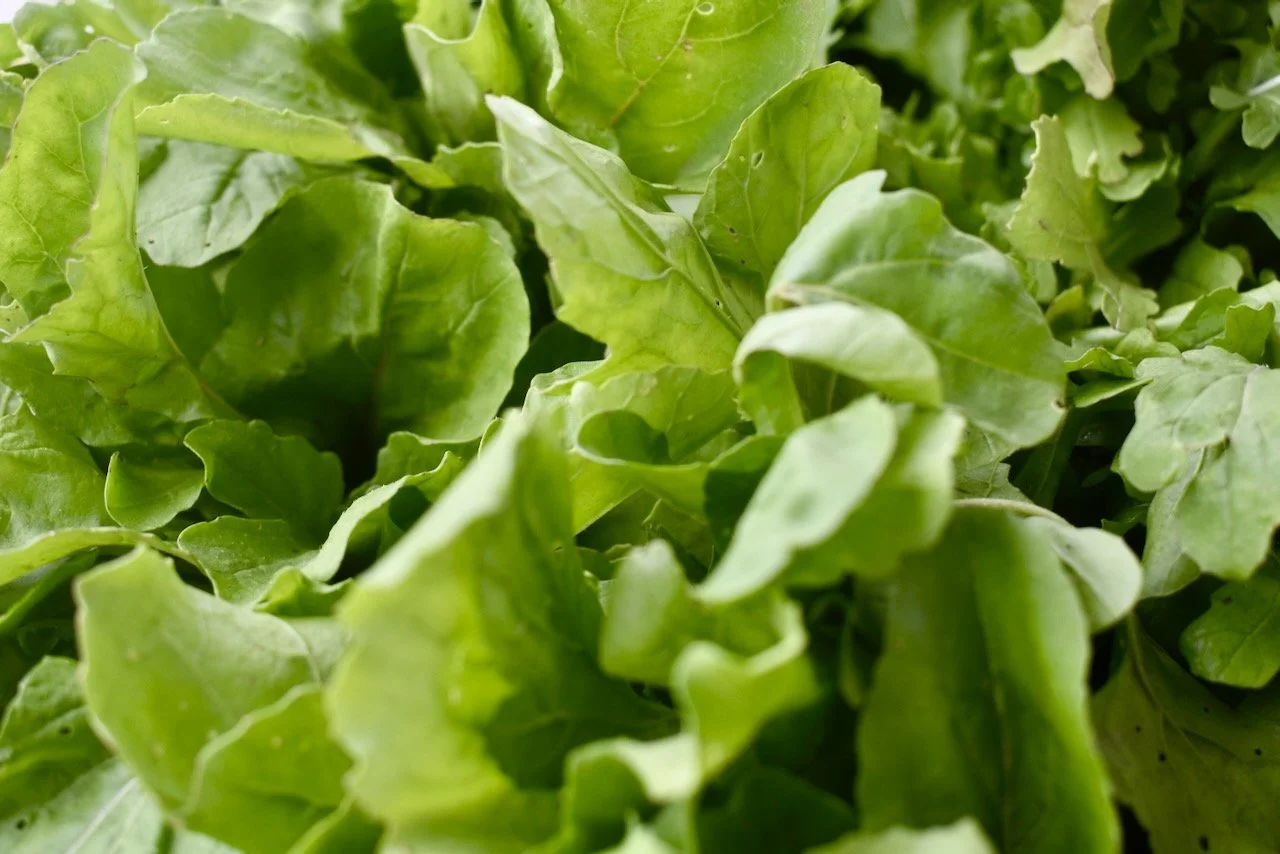 Closeup of leafy greens