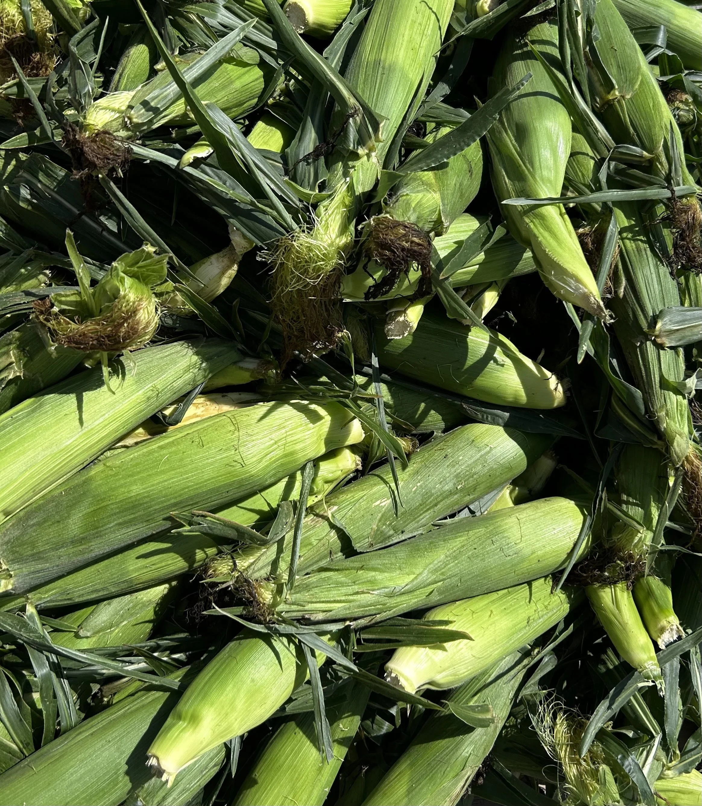 A pile of corn in the sun