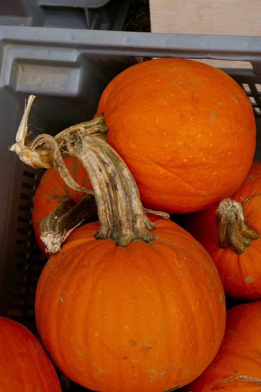 Close view of two orange pumpkins with their stems intertwined