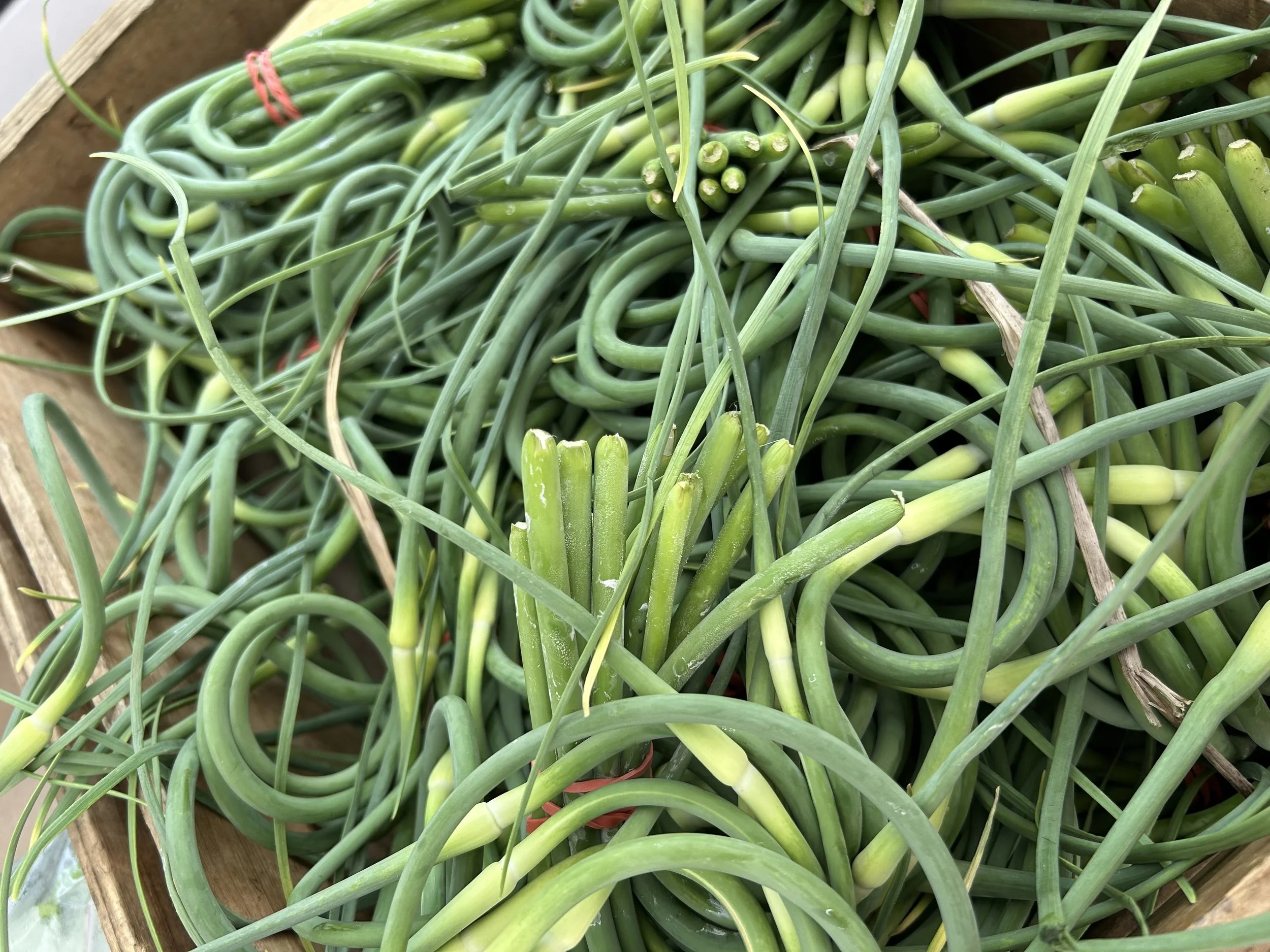 Swirling green garlic scape stems
