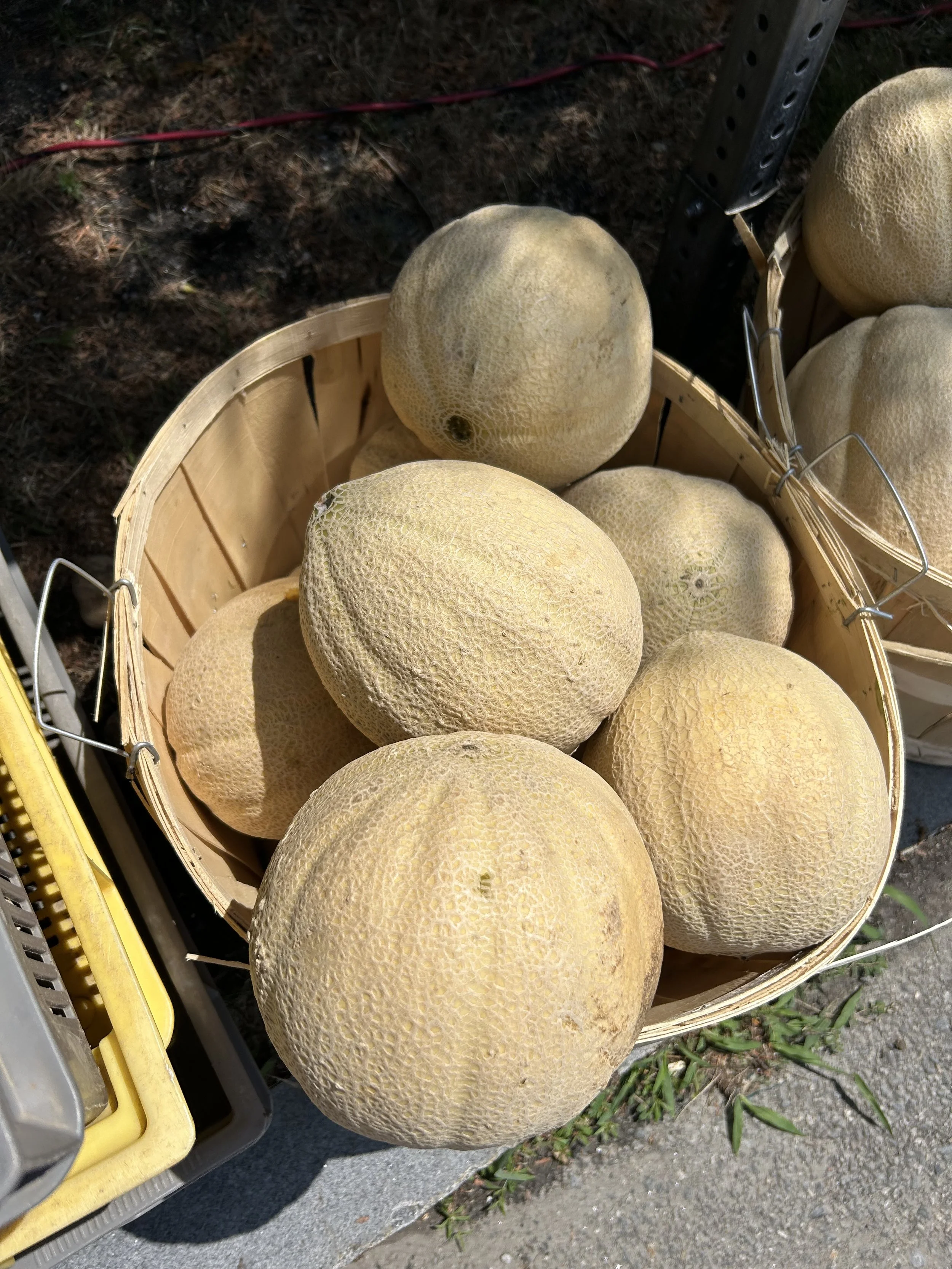 Cantaloupe melons in a basket
