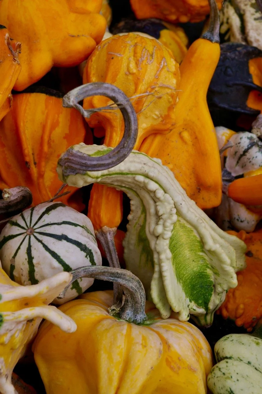 multi-colored gourds in yellows and oranage