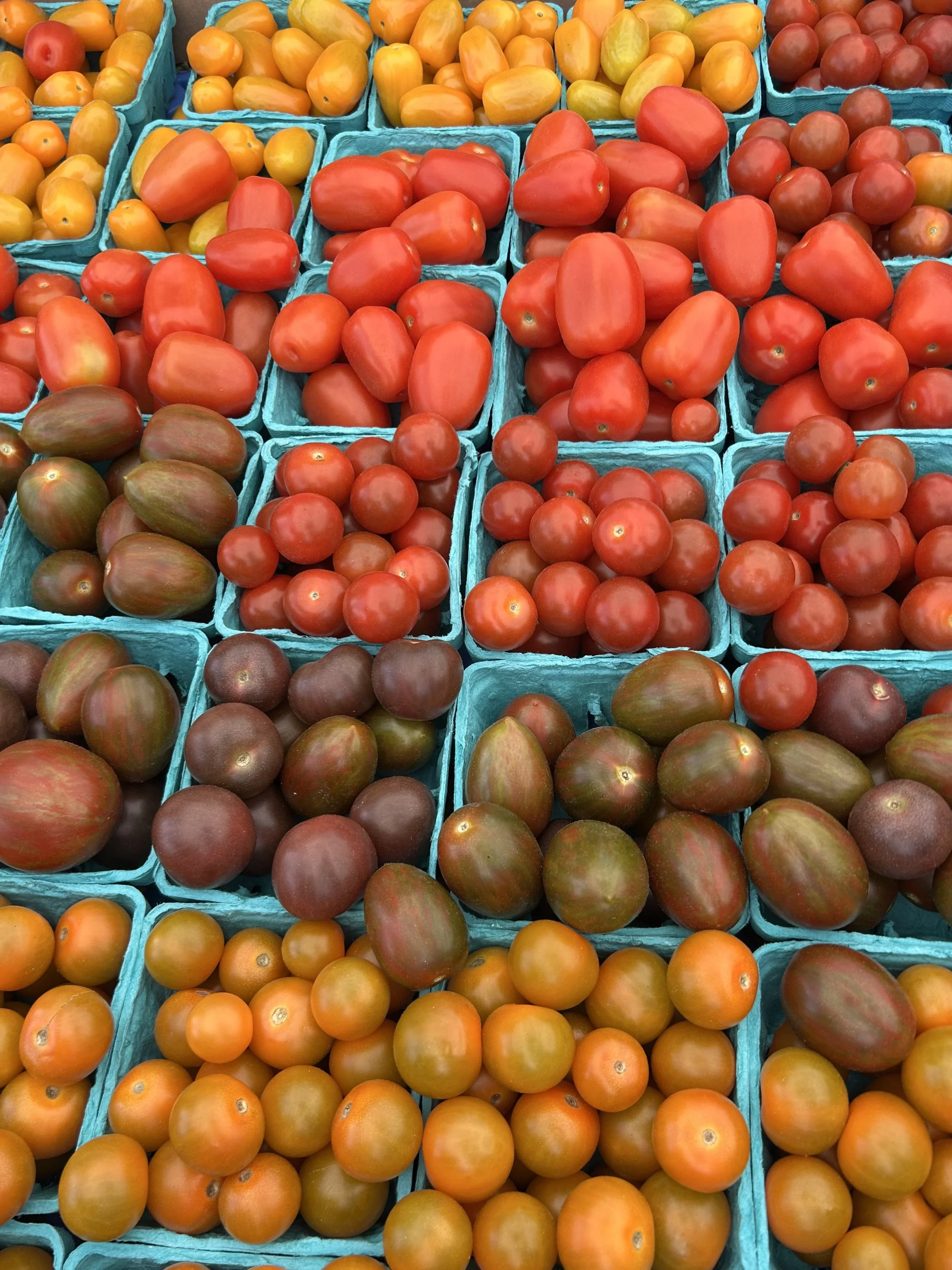 Small tomatoes in red, yellow and green