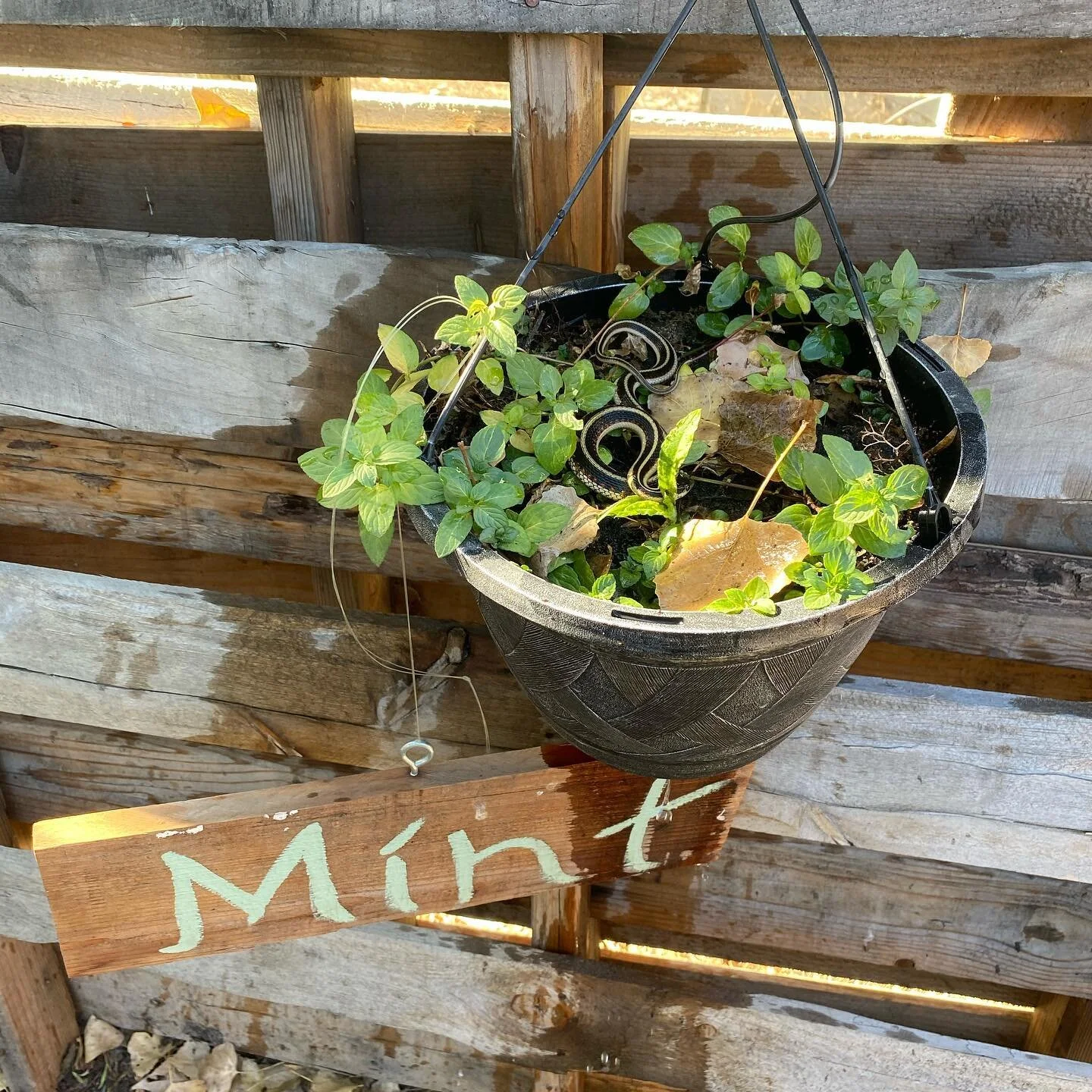 Snake in the mint...