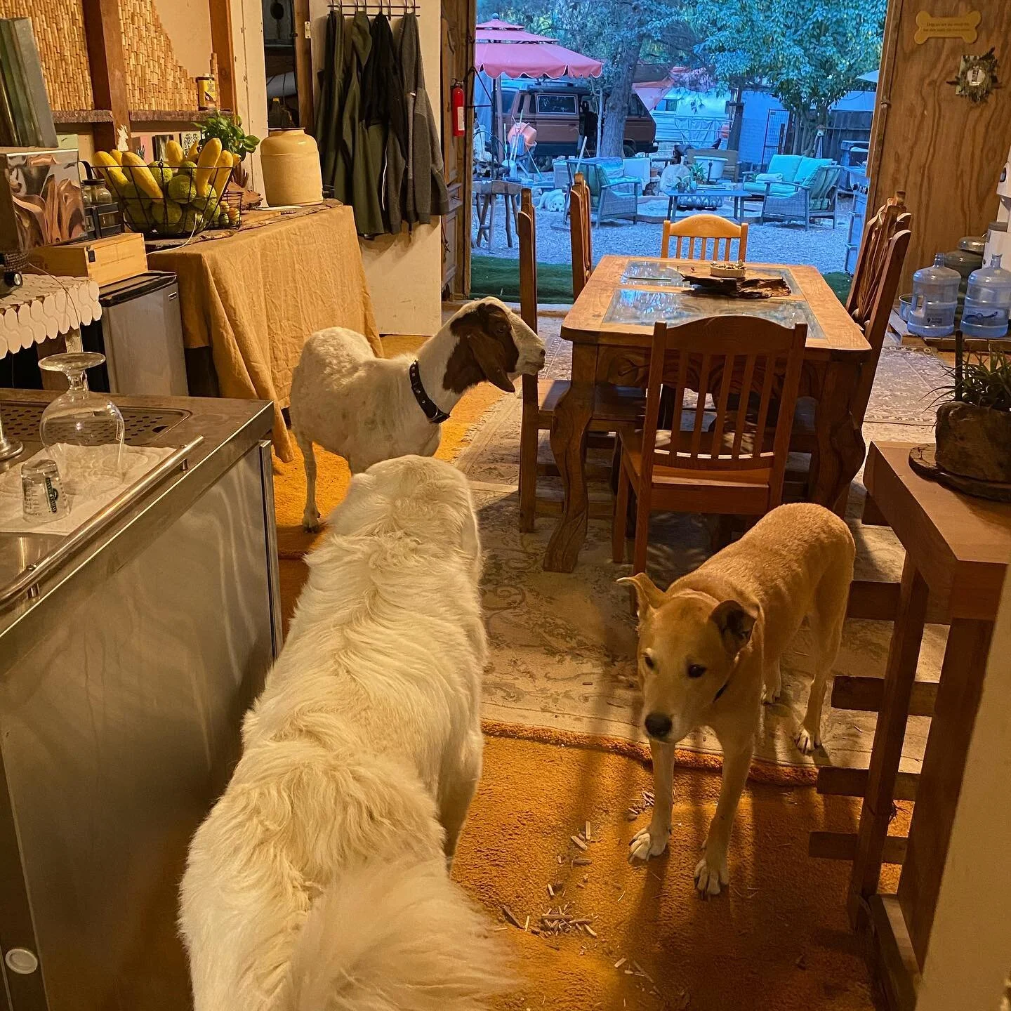 #DreamsDoComeTrue #WeLiveInABarn