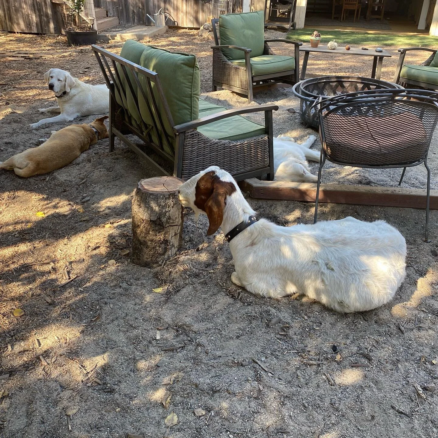 Our new goat &ldquo;Furiosa&rdquo; thinks she&rsquo;s a dog 😂