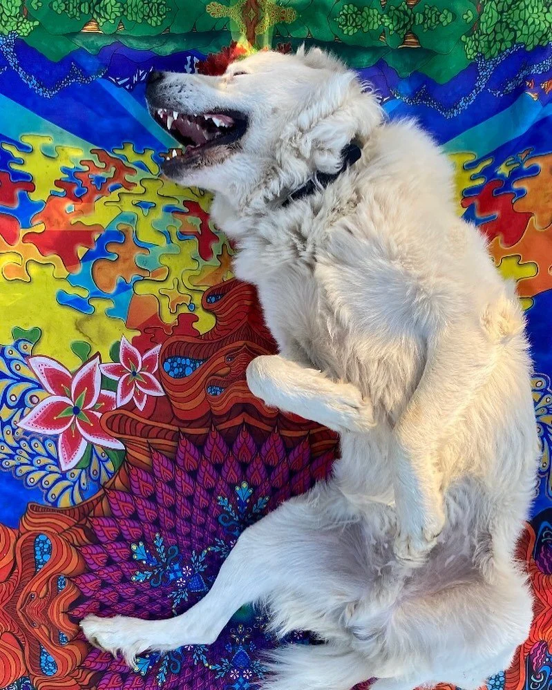 #BestWorstDayEver #greatpyrenees #greatpyrenees #greatptrenees #dogsofinstagram #dog