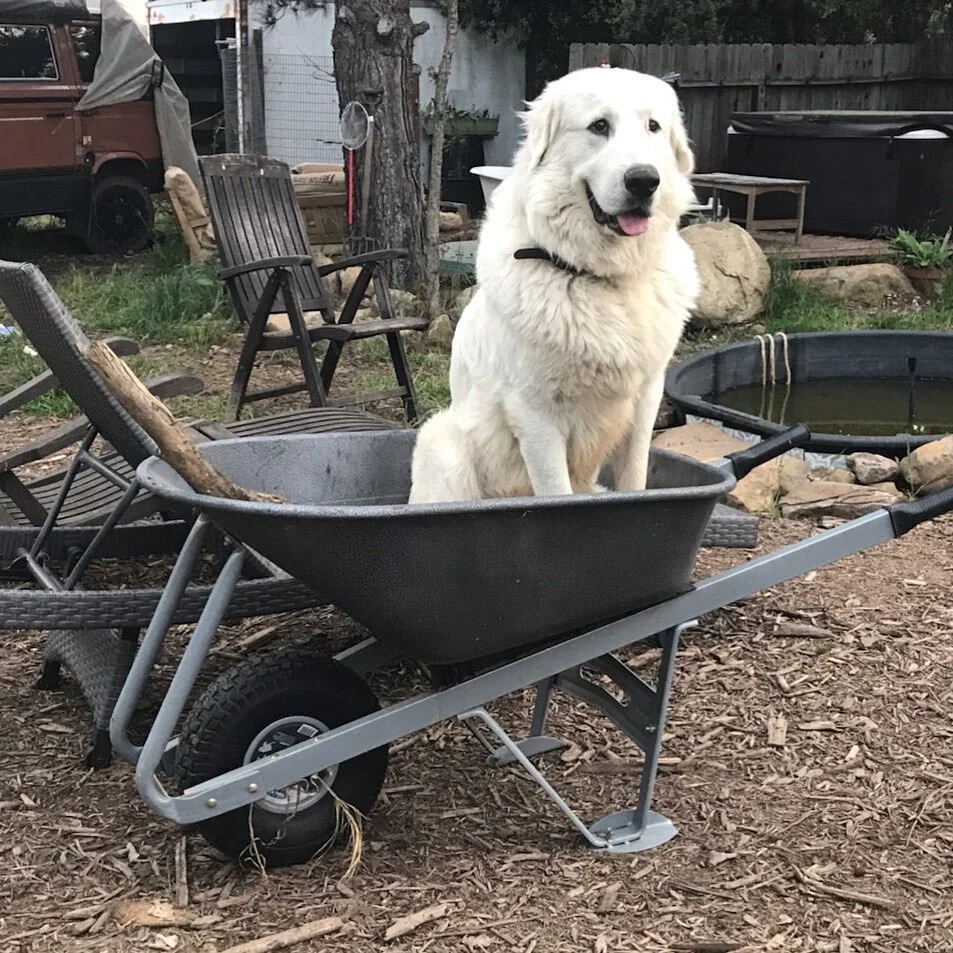Bandit climbed in this wheelbarrow all on his own 😅 thank you @bloodworth77 for capturing this adorable #greatpyrenees #dogsofinstagram moment... to cute!