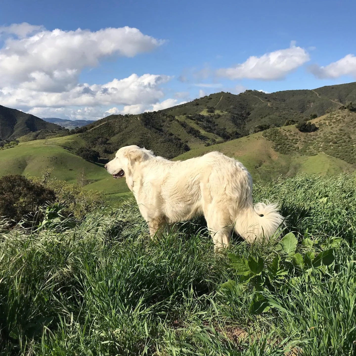 ... #greatpyrenees #dogsofinstagram