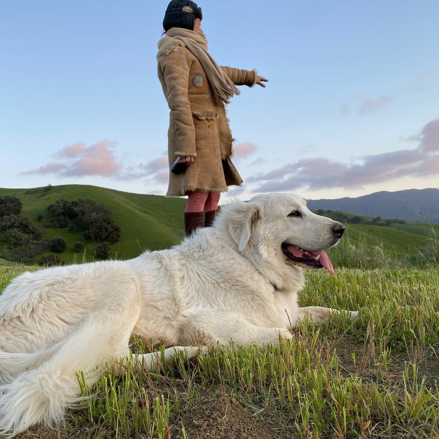 ...#greatpyrenees #dogsofinstagram