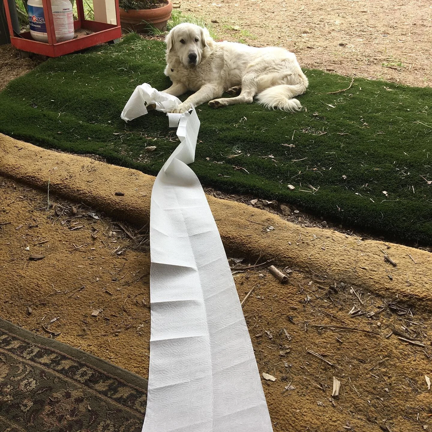 Got TP? #greatpyrenees  #dogsofinstagram