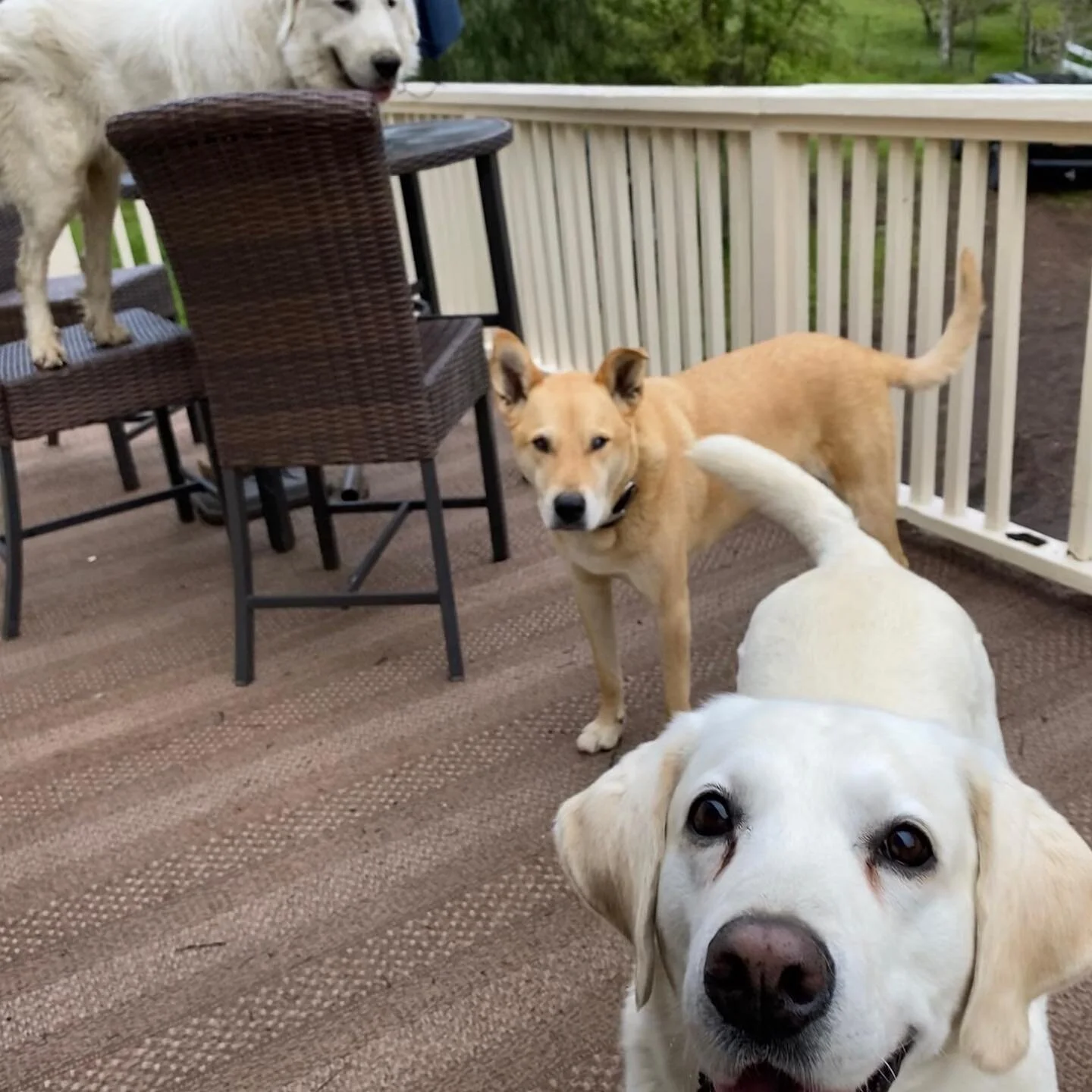 My boys... #greatpyrenees #labradorretriever #americandigo #carolinadog #dogsofinstagram #silverfox