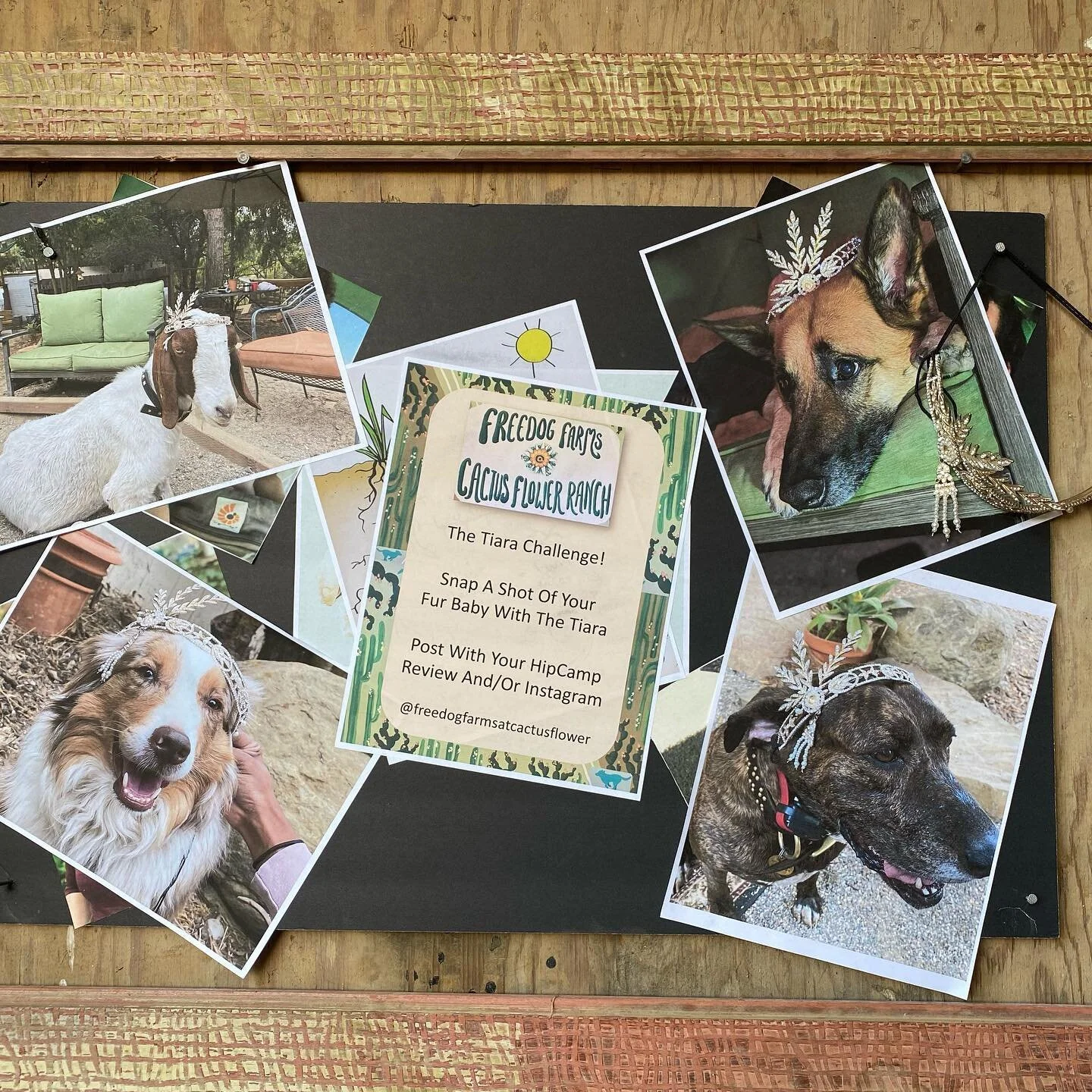 Fun new project at Freedog Farms... Bring your fur baby for a camp out and make sure to get a pic of your fur baby with the Tiara for our collection.  Find us on HipCamp search Freedog Farms :-)))